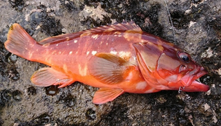 大型の根魚を釣りたい おすすめロックフィッシュワーム特集