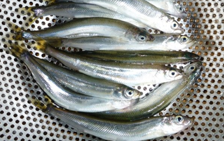 青森の釣り場情報特集 おすすめの釣りスポットをピックアップ どんな魚が釣れるの