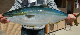 カゴ釣りの仕掛けで釣れる魚って何 遠投にマッチしたおすすめタックル特集