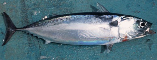 ソウダガツオを釣りたい おすすめの食べ方や釣り方を詳しくチェック