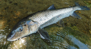 トラギスって食べれるの 船 投げ釣りでよく釣れる魚の特徴や食べ方をチェック