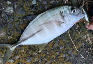 ギンガメアジをルアーで釣りたい 生態や釣り方 おすすめタックルを大特集