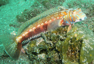 トラギスって食べれるの 船 投げ釣りでよく釣れる魚の特徴や食べ方をチェック