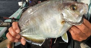 カイワリを釣って刺身で食べたい アジ科の美味しい魚を徹底チェック