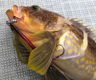 アオハタはロックフィッシュゲームの対象魚 生態の特徴や釣り方 食べ方特集