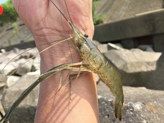 テナガエビをたくさん釣りたい 生態やタックル 料理方法も一挙ご紹介