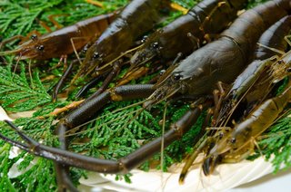 テナガエビをたくさん釣りたい 生態やタックル 料理方法も一挙ご紹介