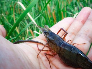 テナガエビをたくさん釣りたい 生態やタックル 料理方法も一挙ご紹介