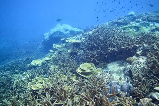 メヌケってどんな魚なの 特徴や捌き方 調理法を詳しくピックアップ