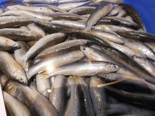 モロコって知ってる 琵琶湖の固有種が全国に 絶滅が危惧される魚って本当