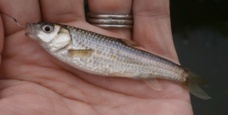 モロコって知ってる 琵琶湖の固有種が全国に 絶滅が危惧される魚って本当
