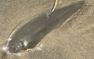 シタビラメってどんな魚なの おすすめの釣り方や料理方法を詳しくチェック