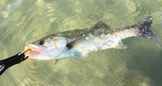 岡山県ってどんな魚が釣れるの おすすめの対象魚や管理釣り場特集