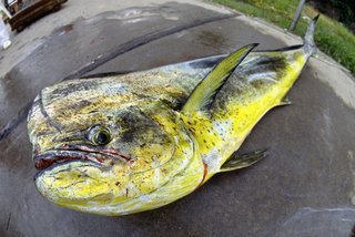 シイラは美味しい魚 釣り方からさばき方 おすすめの料理法まで一挙ご紹介