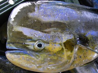 シイラは美味しい魚 釣り方からさばき方 おすすめの料理法まで一挙ご紹介