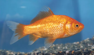 金魚の種類って見ただけでわかる 特徴や飼育してみたい種類をチェック