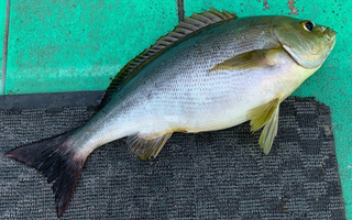 イサキってどんな魚なの 生態や釣り方 おすすめの食べ方を詳しくチェック