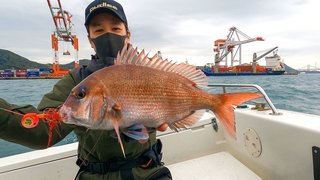 マダイの写真