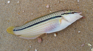 キュウセンってどんな魚か知ってる 餌取り名人は意外と美味 釣り方をチェック