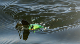 人気のマイクロポンパドールに21年ニューカラーが追加ラインナップ