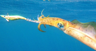 カラフトマスを釣りたい 生態や釣り方 おすすめタックルをピックアップ