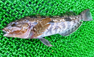 アイナメの生態や釣り方を解説 おすすめタックル 美味しい料理法も アイナメの生態や釣り方を解説 おすすめタックル 美味しい料理法も