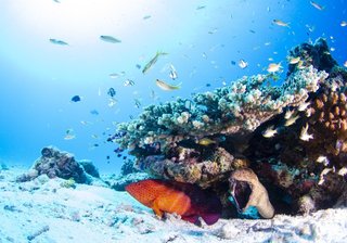 水中カメラは釣りに役立つ 釣果が上がる活用法やおすすめ水中カメラ7選を紹介