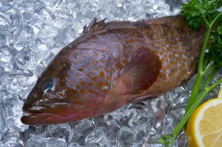 キジハタのさばき方ってどうすればいいの 刺身や湯引き 煮付けで美味しく食べよう