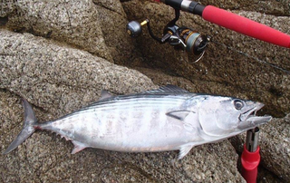 血抜きして釣った魚を美味しく食べたい 締め方とおすすめ便利アイテム