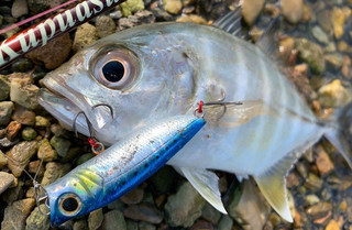 ガーラってどんな魚なの 特徴や生態 釣り方 食べ方をピックアップ