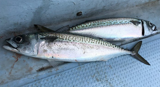 ニベってどんな魚か知ってる 釣り方や食べ方 おすすめのタックルをチェック