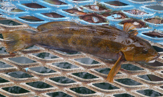 アイナメの生態や釣り方を解説 おすすめタックル 美味しい料理法も アイナメの生態や釣り方を解説 おすすめタックル 美味しい料理法も