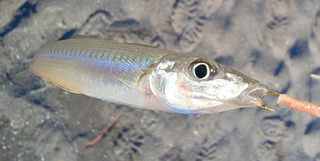 餌釣りを楽しみたい どんな釣り方をすれば魚をゲットできるの