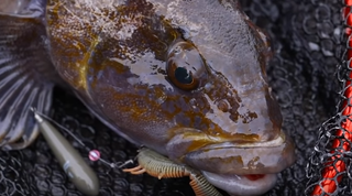 ニベってどんな魚か知ってる 釣り方や食べ方 おすすめのタックルをチェック