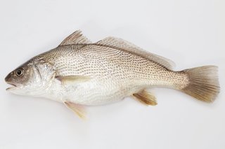 ニベってどんな魚か知ってる 釣り方や食べ方 おすすめのタックルをチェック