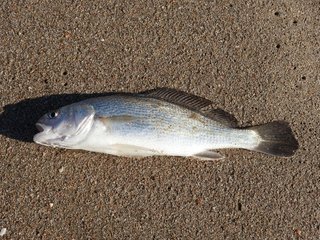 ニベってどんな魚か知ってる 釣り方や食べ方 おすすめのタックルをチェック