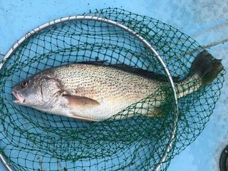 ニベってどんな魚か知ってる 釣り方や食べ方 おすすめのタックルをチェック