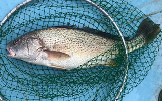 ニベってどんな魚か知ってる 釣り方や食べ方 おすすめのタックルをチェック