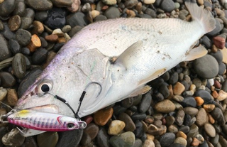 ベラって美味しい魚なの 釣り方 食べ方をチェック 初心者向き