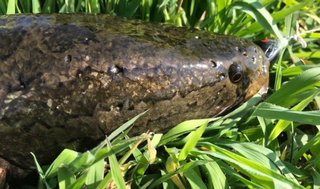 ライギョって外来魚だけど飼育してたいじょうぶなの 生態や釣り方をチェック