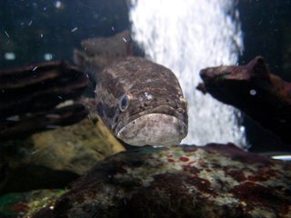 ライギョって外来魚だけど飼育して大丈夫なの 生態や釣り方もチェック