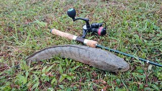 ライギョって外来魚だけど飼育して大丈夫なの 生態や釣り方もチェック