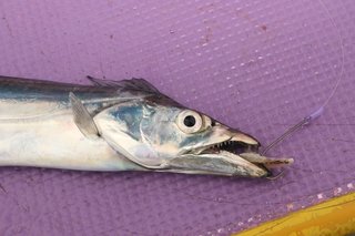 これはエサを使った「ルアーフィッシング」だ！東京湾のLTタチウオに