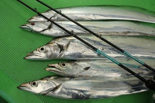これはエサを使った「ルアーフィッシング」だ！東京湾のLTタチウオに