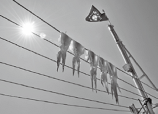 船上干しの写真