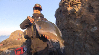 グレってどんな魚なの 特徴や釣り方 食べ方を詳しくチェック