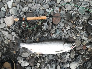 カラフトマスってどんな魚 釣り方や食味 おすすめ料理をご紹介