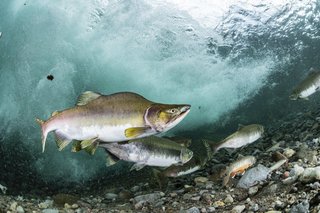 カラフトマスってどんな魚 釣り方や食味 おすすめ料理をご紹介