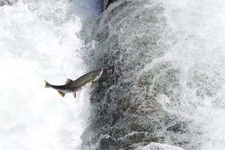 カラフトマスってどんな魚？釣り方や食味、おすすめ料理をご紹介！