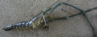 淡水で釣れるエビの種類をチェック 釣り方やおすすめタックル特集